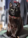 pet-image
