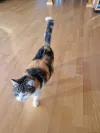 pet-image
