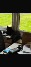 pet-image