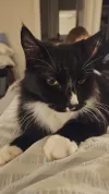 pet-image
