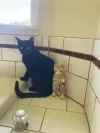 pet-image