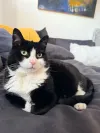 pet-image