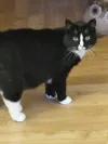pet-image