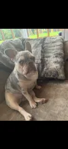 pet-image