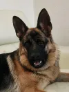 pet-image