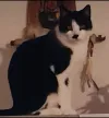 pet-image