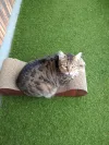 pet-image