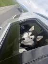 pet-image