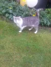 pet-image