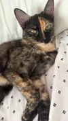 pet-image