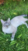 pet-image