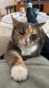 pet-image