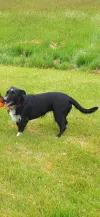 pet-image
