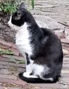 pet-image