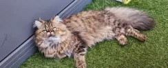 pet-image