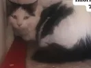 pet-image