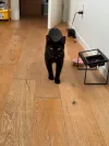 pet-image