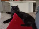 pet-image
