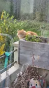 pet-image