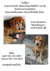 pet-image