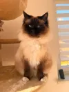 pet-image