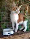 pet-image