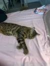 pet-image