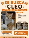 pet-image