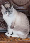 pet-image