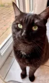 pet-image