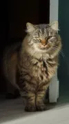 pet-image