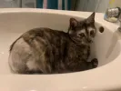 pet-image