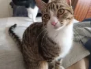 pet-image