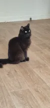 pet-image