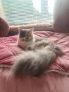pet-image