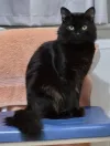 pet-image