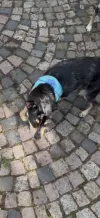 pet-image