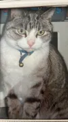 pet-image