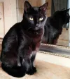 pet-image