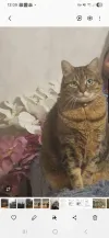 pet-image