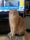 pet-image
