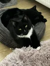 pet-image