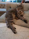 pet-image