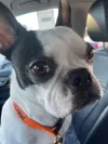 pet-image