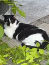 pet-image