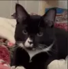 pet-image