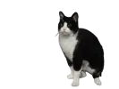 pet-image