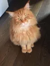 pet-image