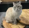 pet-image