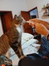 pet-image